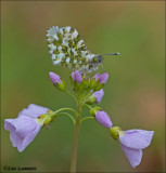 Orange Tip - Oranjetipje_MG_7745