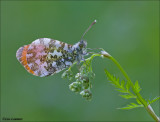 Orange tip - Oranjetipje_MG_8180 