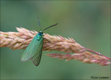 Green forester - Metaalvlinder_MG_9778 