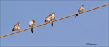 Indian Silverbill - Loodbekje - Euodice malabarica  