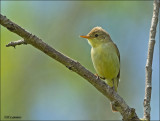 Melodious Warbler - Orpheusspotvogel - Hippolais polyglotta