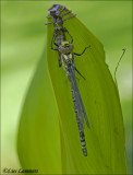 Southern Hawker - Blauwe glazenmaker_MG_0786