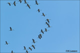 Common Crane -Kraanvogels - Grus grus (migration of Common Crane )