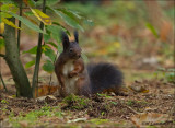 Red Squirrel -Eekhoorn - Sciurus Vulgaris 