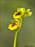 Yellow bee-orchid - Gele Ophrys -  Ophrys lutea