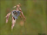 Chalk Hill Blue - Bleekblauwtje - Polyommatus coridon