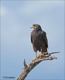 Common Black Hawk - Zwarte Buizerd - Buteogallus anthracinus
