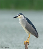 Black-crowned Night Heron -Kwak - Nycticorax nycticorax