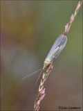 Common green lacewing - Gaasvlieg - Chrysopa peria