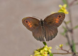 Levant Meadow Brown - Levant bruin zandoogje - Maniola telmessia