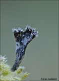 Candlesnuff fungus - Geweizwammetje - Xylaria hypoxylon