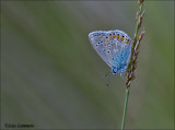 Common blue - Icarusblauwtje - Polymmatus icarus
