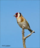 European Goldfinch - Putter - Carduelis carduelis 