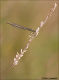 White-legged Damselfly - Blauwe breedscheenjuffer - Platycnemis pennipes