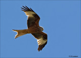 Red Kite - Rode Wouw - Milvus milvus