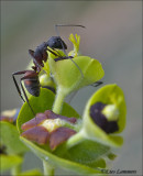 Camponotus cruentatus