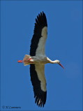 White Stork - Ooievaar - Ciconia ciconia