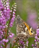 Grayling - Heivlinder - Hipparchia semele