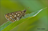 Large Chequered Skipper - Spiegeldikkopje - Heteropterus morpheus