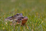 Common Frog - Bruine kikker - Rana temporaria