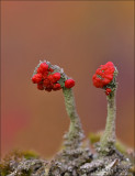 Bengal Match Lichen - Rode heidelucifer - Cladonia floerkeana