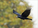 Roek - Rook - Corvus frugilegus