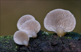 Variable Oysterling - Oorzwammetje - Crepidotus variabilis