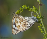  Marbled White - Dambordje - Melnargia galathea