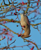 Bohemian Waxwing - Pestvogel - Bombycilla garrulus