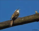 Short-toed Treecreeper - Boomkruiper - Certhia brachydactyla