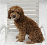 Rufus snow chair2.123201262014.jpg