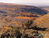 Aspens on Steens Mountain-1021091.jpg