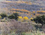 Aspens2 on Steens Mountain-1021090.jpg