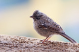 Chincol (juvenil)