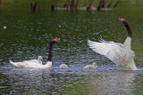 Cisnes de cuello negro