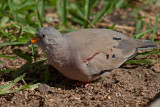 Tortolita quiguagua