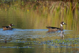 Patos anteojillo