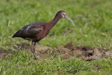 Cuervo de pantano