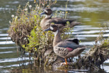 Patos anteojillo