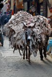 Fez, donkey transport system, leather