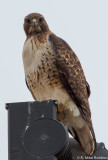 2013-01103-LR-DS.jpg