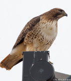 2013-01106-LR-DS.jpg