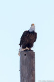 2013-01153-LR-DS.jpg
