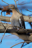 2013-1228-CO-DS.jpg