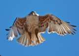 2013-1286-CO-DS.jpg