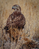 rmr14-00460-LR-DS.jpg
