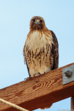rmr14-00871-LR-DS.jpg