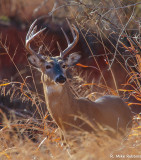 rmr14-03893-DS.jpg