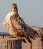 MR15-00455-DS.jpg
