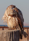 MR15-00474-DS.jpg